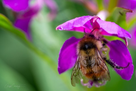 Bumble Bee 2