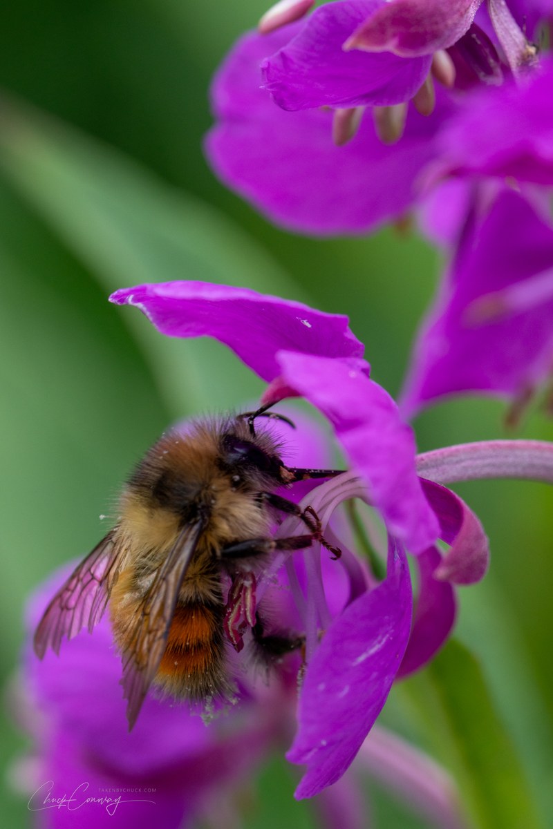 Bumble Bee