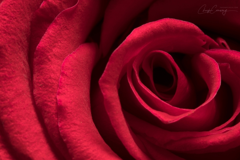 A Red Rose, Folsom. Ca
